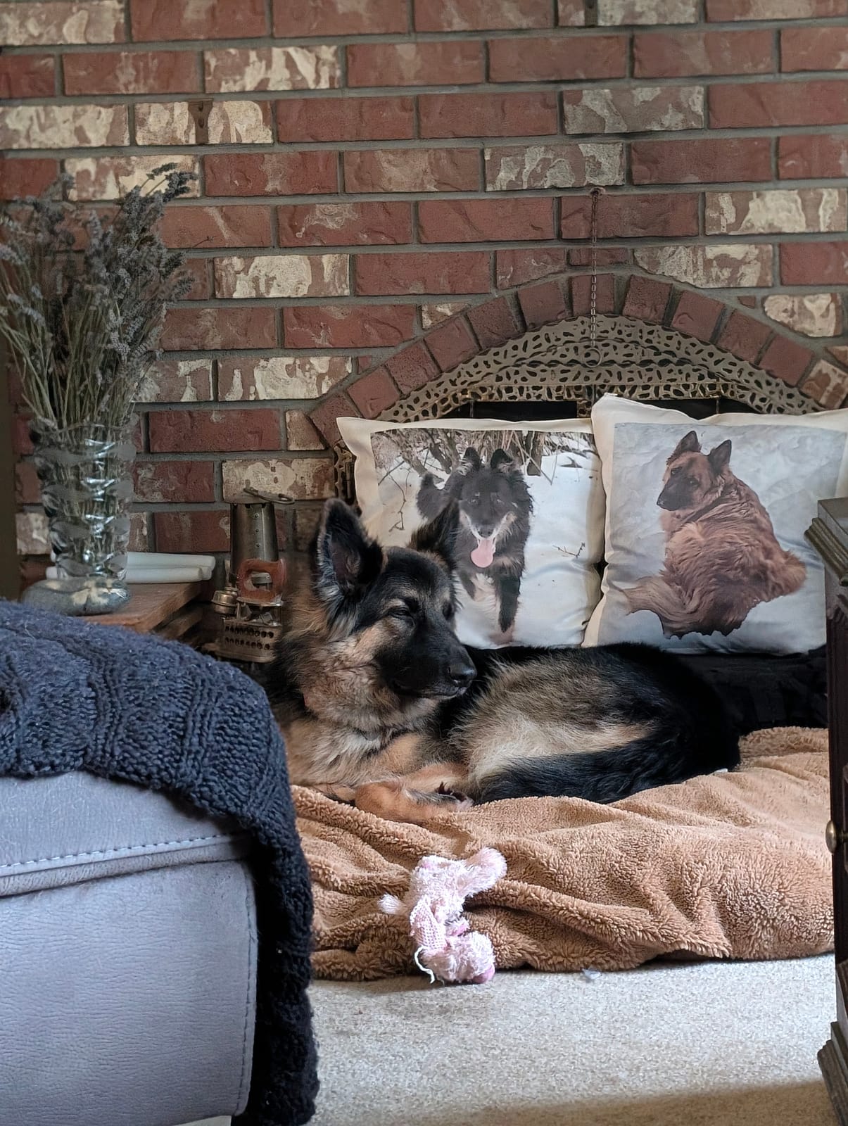 Kai, a rescued long-haired German Shepherd, resting safely at home