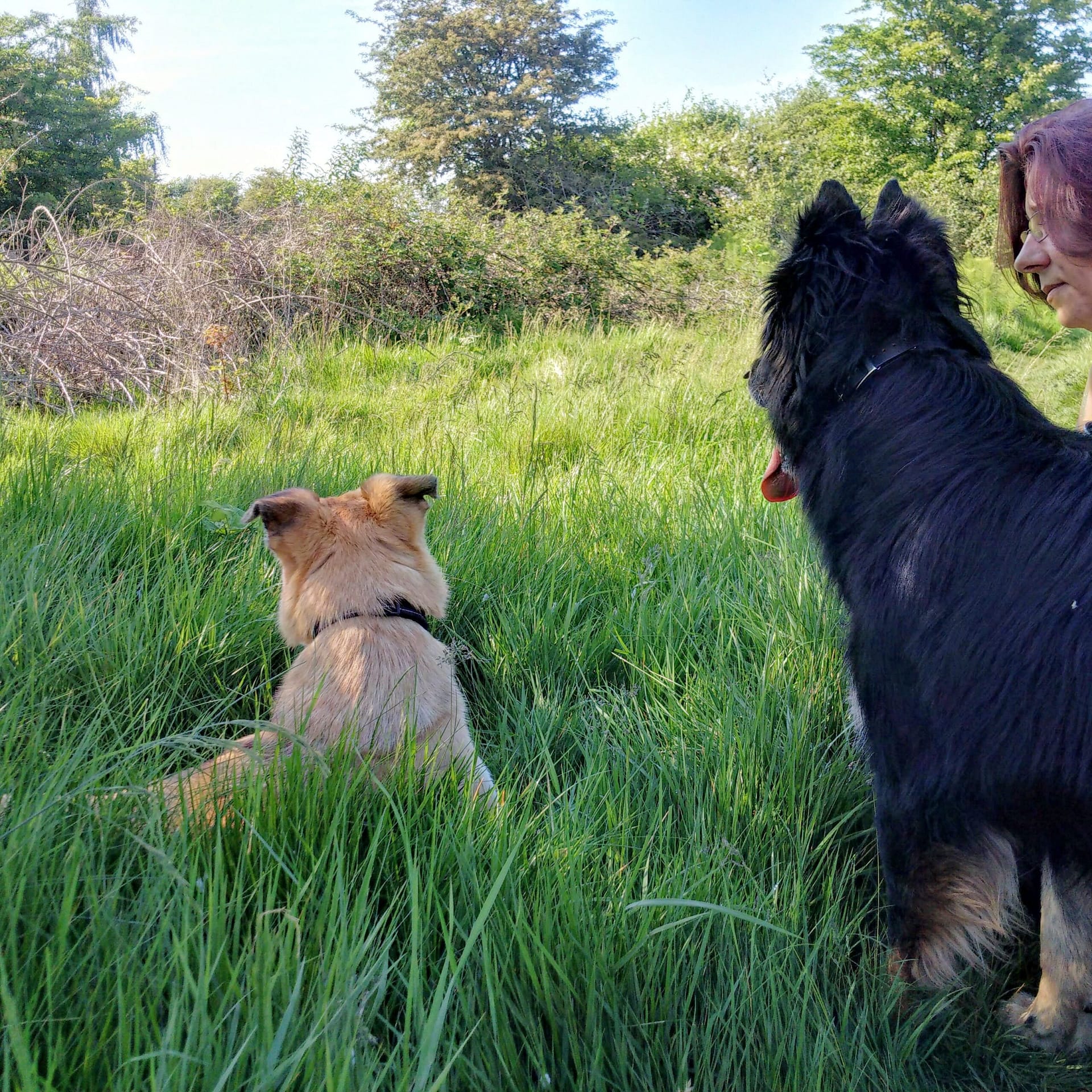 Tia and Tanner sitting with Cheryl in tall grass during a woodland walk.