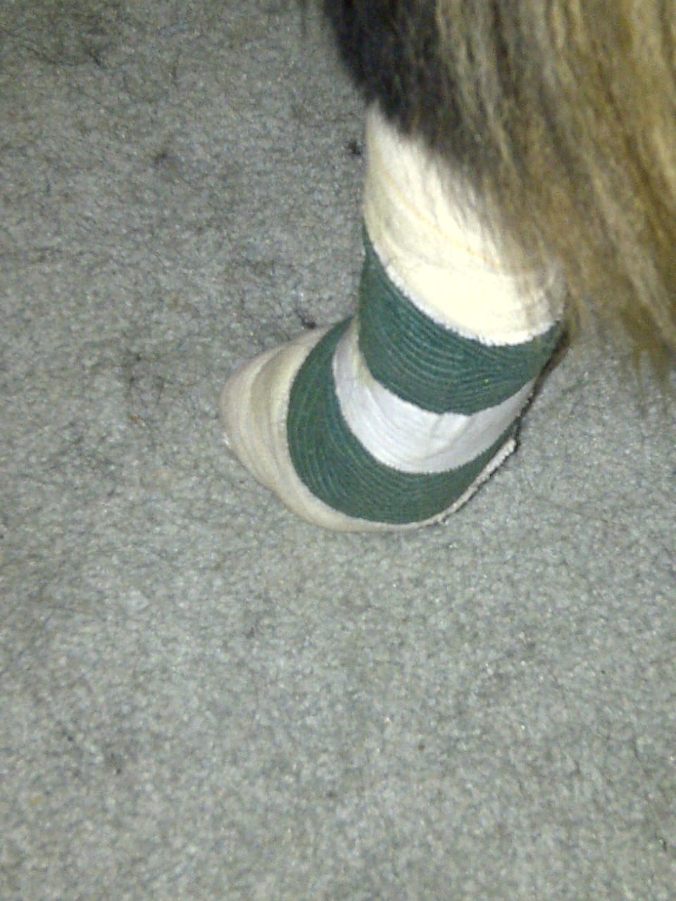 Long-haired German Shepherd with a bandaged lower leg after veterinary treatment
