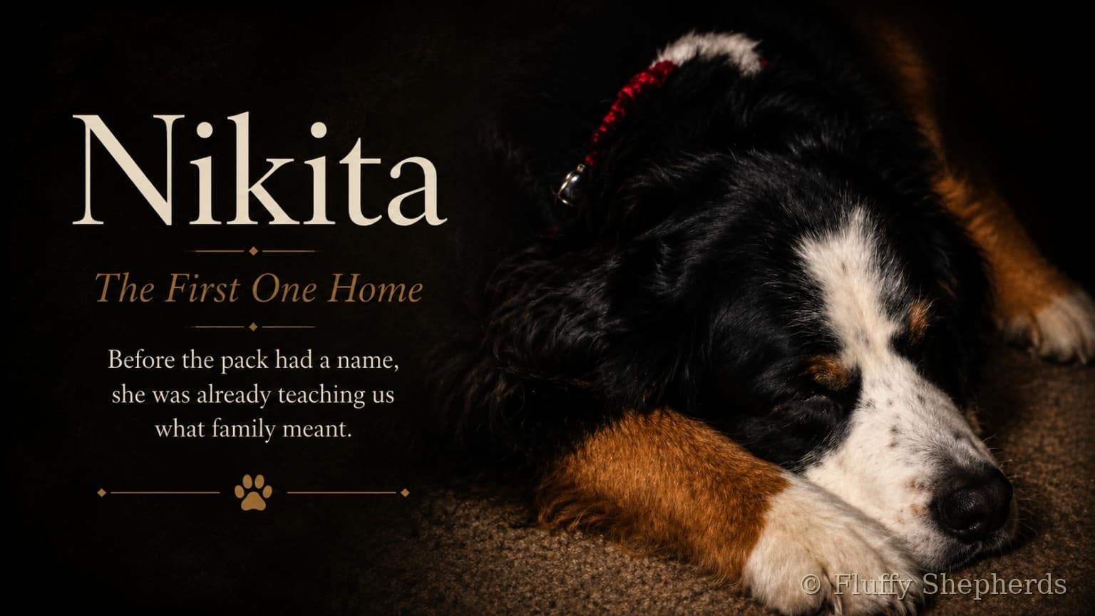 Nikita, the first family dog of the Fluffy Shepherds pack, featured on the Meet the Pack page.
