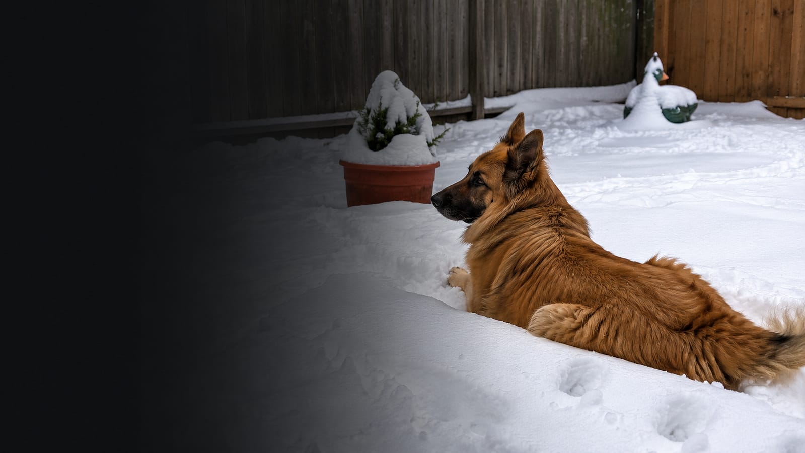 Long-haired German Shepherd lying calmly in snow in a Canadian backyard for a daily care guide