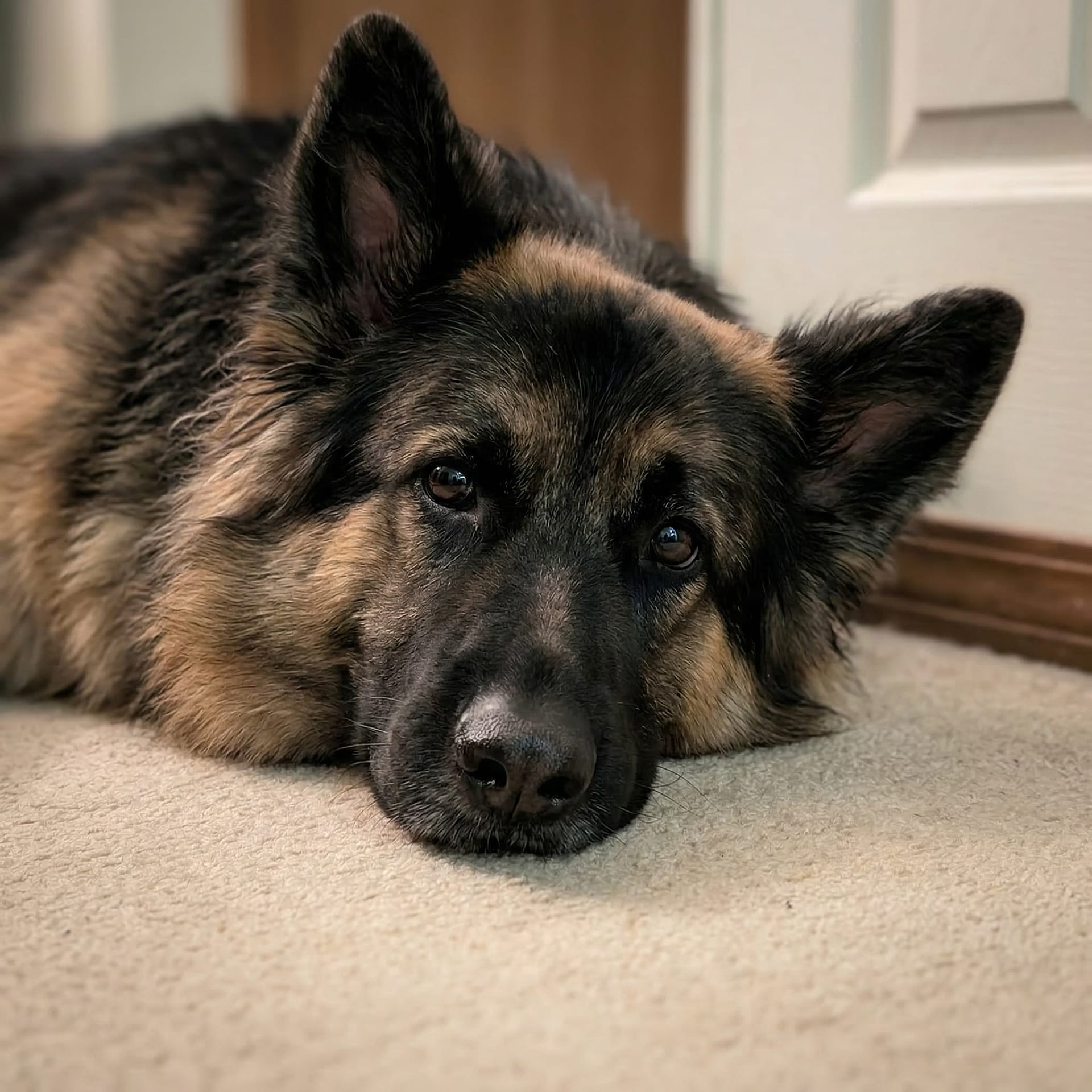 Long-haired German Shepherd lying calmly with soft eye contact showing trust and emotional bond with owner